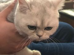 -猫小院猫主题咖啡厅(北锣店)