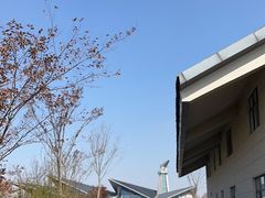 -盐城丹顶鹤湿地生态旅游区