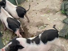 -前小桔亲子创意农场·草莓采摘·露营烧烤