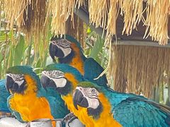 -西霞口神雕山野生动物世界