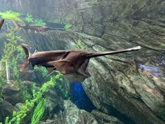 -瑞普利水族馆