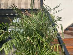 -素心小筑(后沙裕镇店)