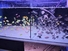 -哈尔滨道外花鸟鱼市场