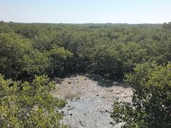 -北海金海湾红树林生态旅游区