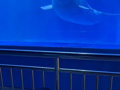 -多彩贵州城极地海洋世界