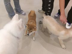 -共舞时光猫咖·狗咖(新街口店)