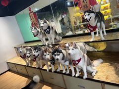 -Husky Go! 哈士奇体验馆·宠物咖啡厅狗咖