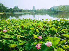 -西海子公园