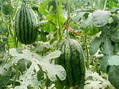 -庞各庄西瓜蔬菜采摘园·锦华瓜园