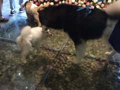 -百好乐宠物友好餐厅(朝外大街店)