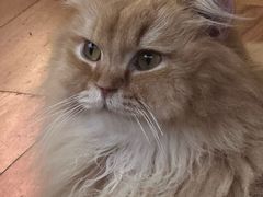 -MOCHA明星猫咖(田子坊店)