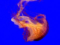 -上海海洋水族馆