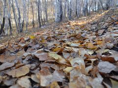 -塞罕坝国家级自然保护区