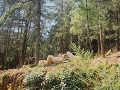 -云南野生动物园