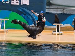 -秦皇岛乐岛海洋王国