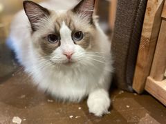 -猫猫幼稚园·撸猫·桌游·电玩