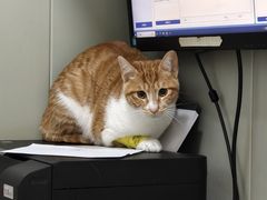 -伟伟宠物医院·瑞派猫友好医院·猫科(光谷店)