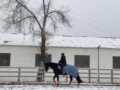 -北京群众马术培训基地