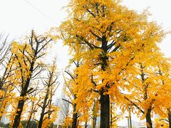 -百林公园-两江幸福广场
