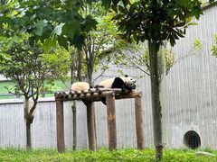 -卧龙中华大熊猫苑神树坪基地