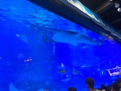 -烟台海昌鲸鲨海洋公园
