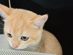 -北京观赏动物医院·24小时大型综合·猫专科·异宠专科