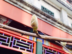 iphone_upload_pic-北京和园国际青年客栈