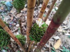 -中国科学院西双版纳热带植物园