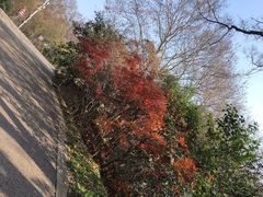 -紫金山山顶公园