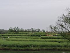 -乌村