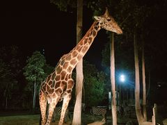 -清迈夜间动物园