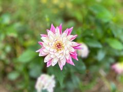 -花开海上生态园