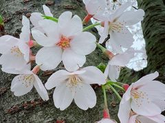 -上海辰山植物园
