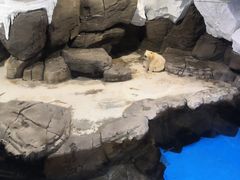 -海合安武汉极地海洋公园