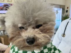 -谐和贝康宠物医院24小时·宠保定点(急重症转诊中心)