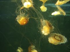 -绿色星球动物主题公园