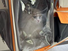 -中农国际动物医院24小时·猫科·骨科·急重症中心