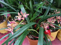 -大润发(梅兰东路店)