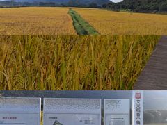 -艾米稻香小镇