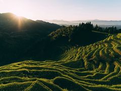 -紫鹊界梯田景区