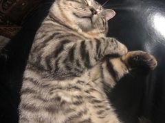 -猫尾侦探俱乐部·剧本杀·狼人杀