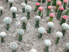 -南山植物园