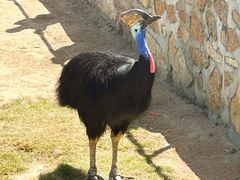 -西霞口神雕山野生动物世界