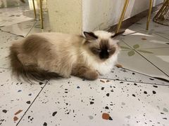 -喵喵咪呀布偶猫咖(春熙路店)