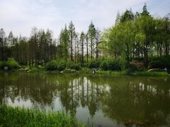 -新江湾城公园