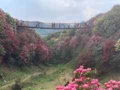 -贵州百里杜鹃风景名胜区
