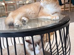 -飞行喵MR PILOT|猫舍·猫咖(静安大融城店)