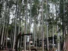 -桉树林A coffee 森林餐厅(三圣乡店)