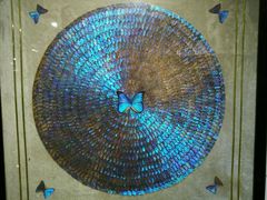 -上海昆虫博物馆