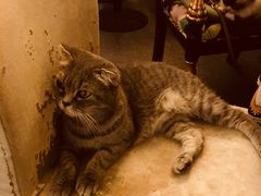 -猫色咖啡·猫咖